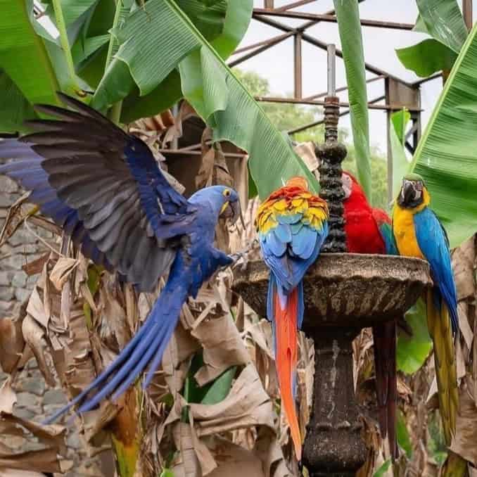 Zoo das Aves — Araras