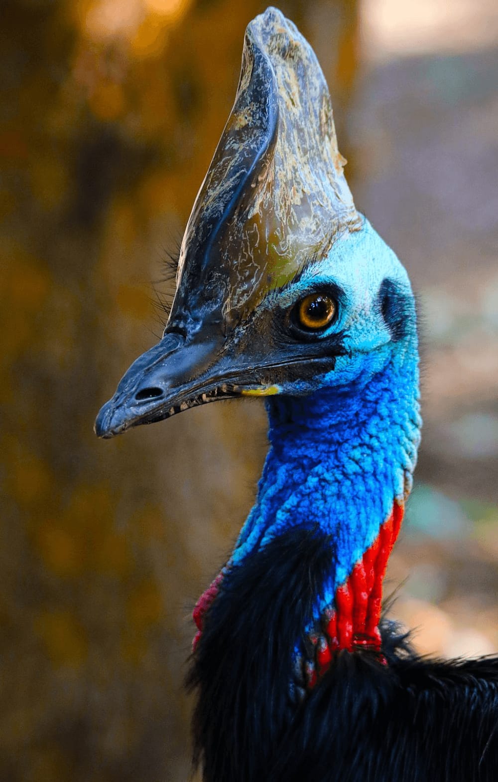 Zoo das Aves — Casuar